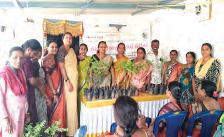 Saplings Plantation
